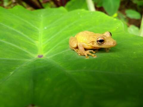 Scinax perereca Pombal, Haddad & Kasahara 1995的圖片