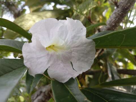 Tabebuia paniculata Leonard的圖片