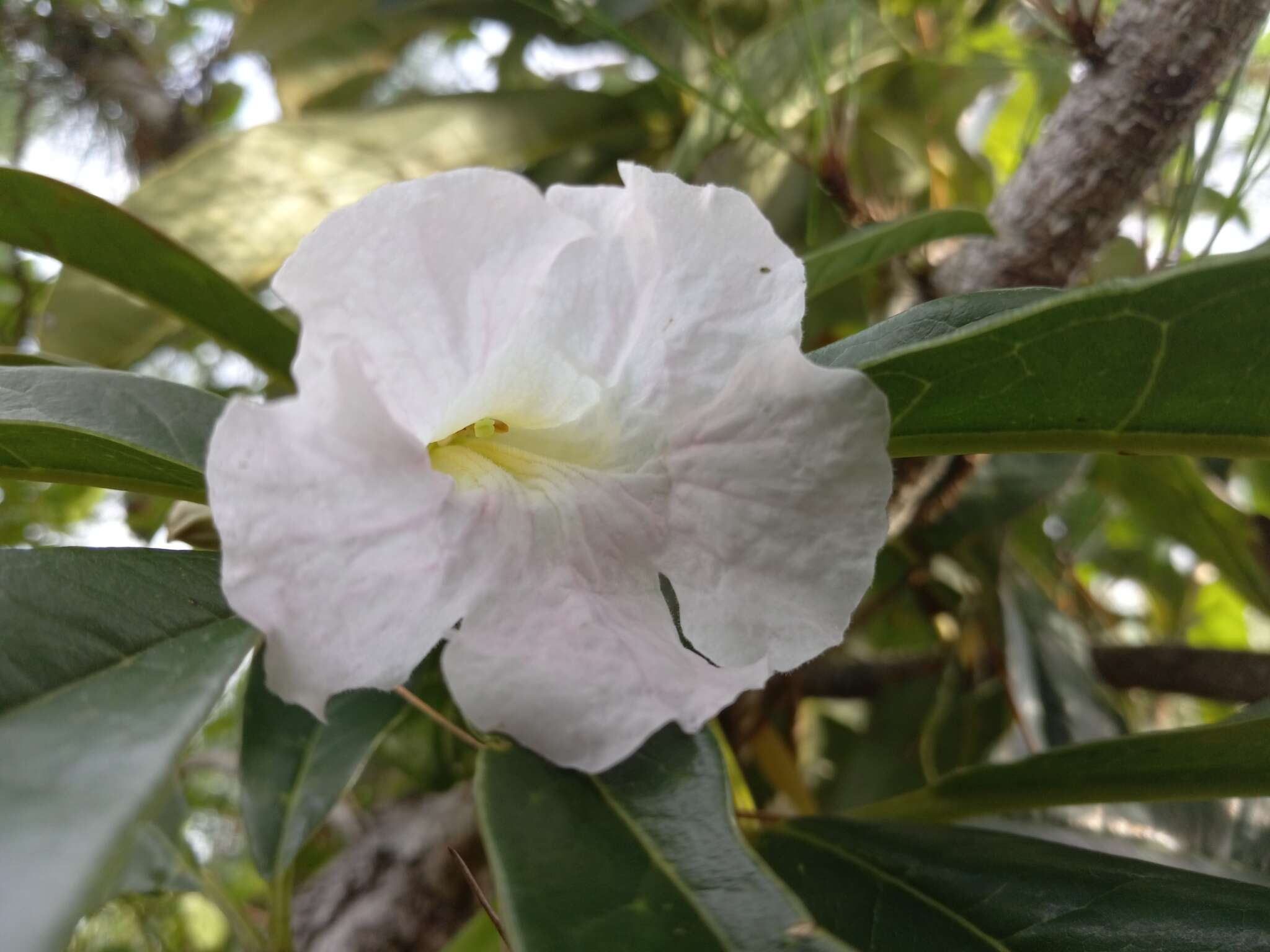 Tabebuia paniculata Leonard的圖片