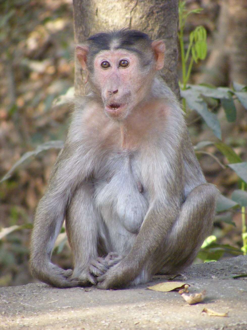 Image of Bonnet Macaque