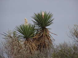 Image of Don Quixote's lace