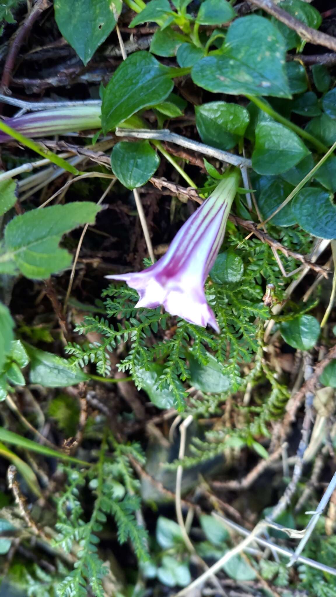 Imagem de Tripterospermum cordifolium (Yamamoto) Satake