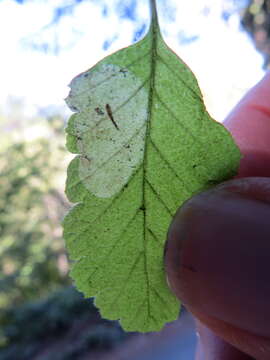 Phyllonorycter holodisci (Braun 1939) resmi