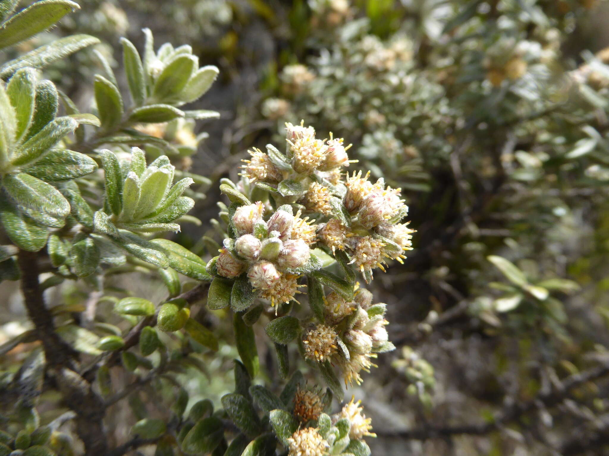 Imagem de Baccharis phylicoides Kunth