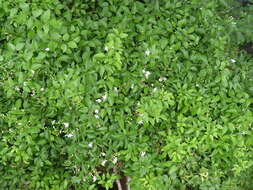 Image of Jasminum grandiflorum L.