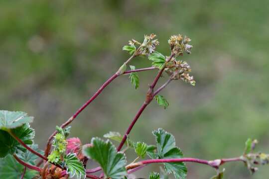 صورة Lachemilla pectinata (Kunth) Rothm.