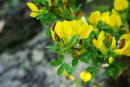 Слика од Cytisus wulfii V. I. Krecz.