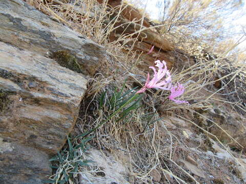 Image of Nerine humilis (Jacq.) Herb.