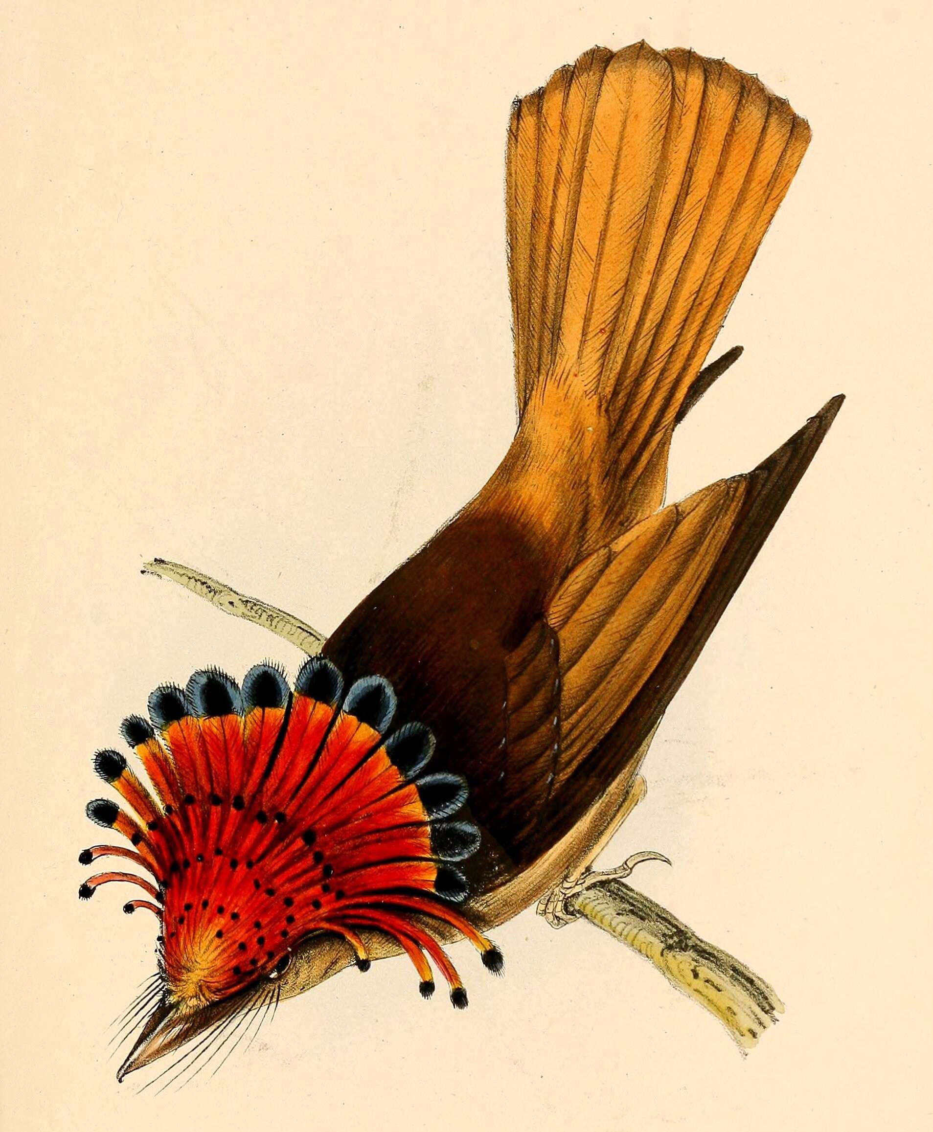 Image of Tityridae