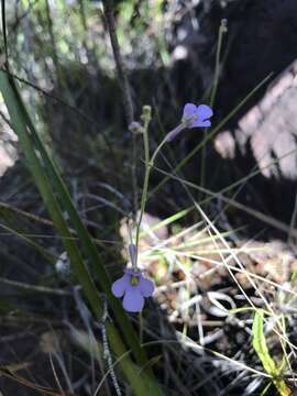 Image of Genlisea flexuosa Rivadavia, A. Fleischm. & Gonella