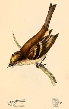 Image of Myiophobus Reichenbach 1850