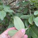 Imagem de Erythroxylum areolatum L.