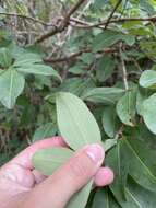 Image de Erythroxylum areolatum L.