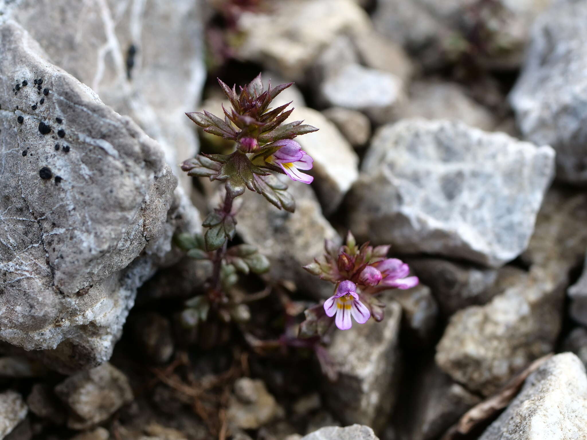 Imagem de Euphrasia salisburgensis Funck