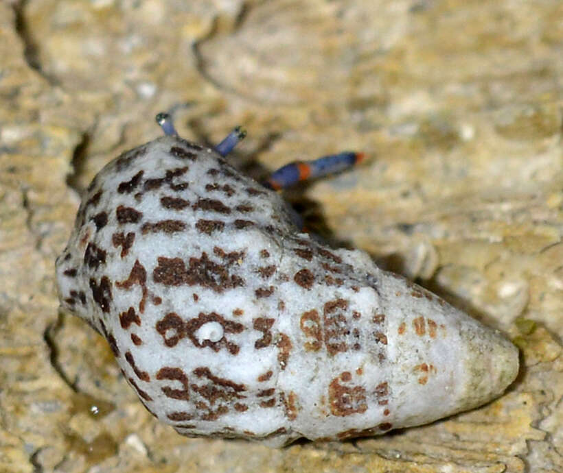 Sivun Cerithium litteratum (Born 1778) kuva