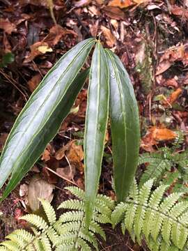 Imagem de Ardisia crispa (Thunb.) A. DC.