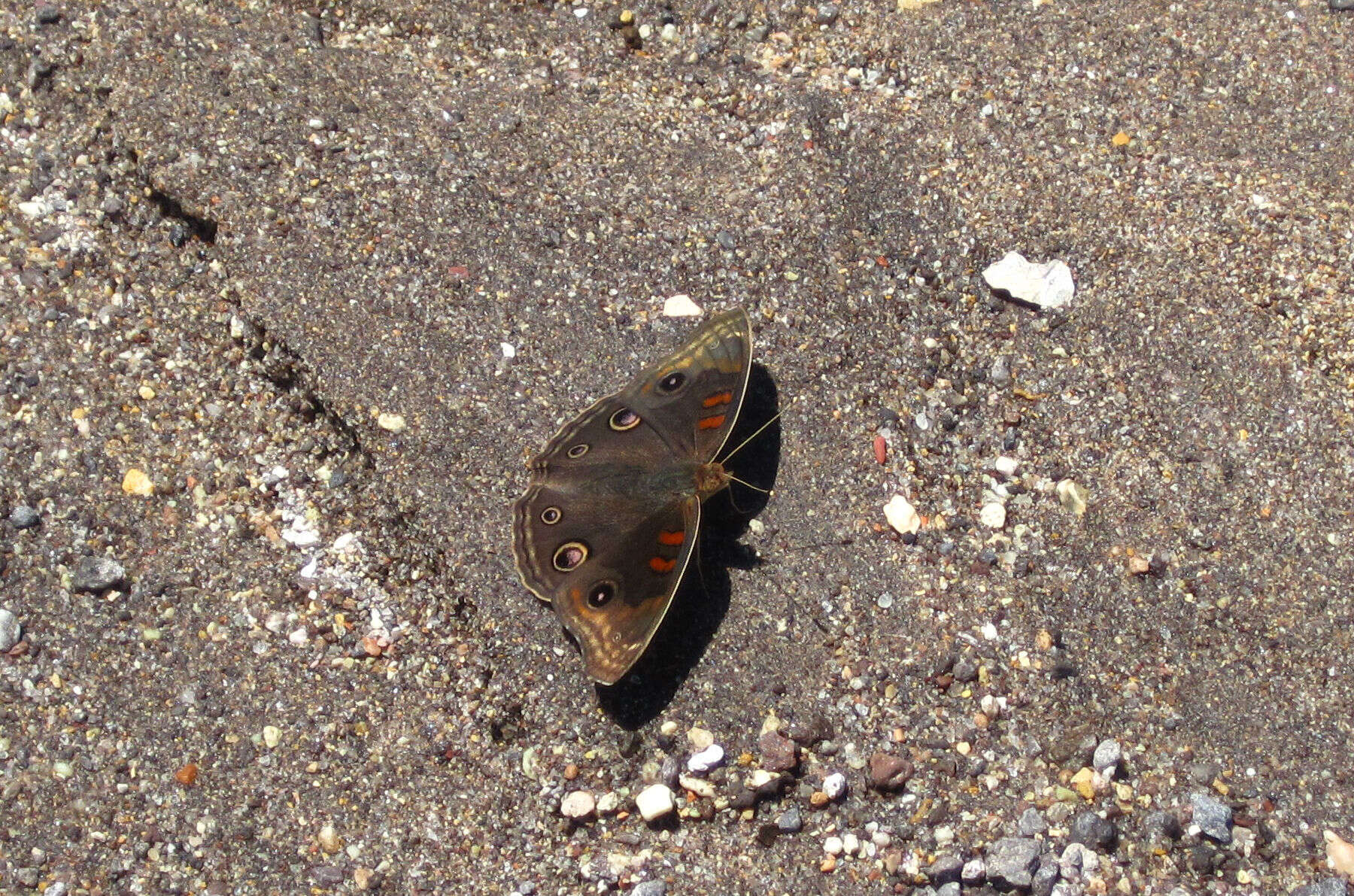 Image of Junonia nigrosuffusa Barnes & McDunnough 1916