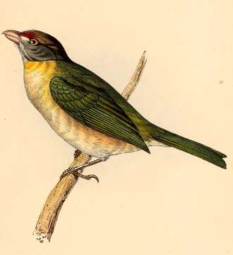 Image of Peppershrike