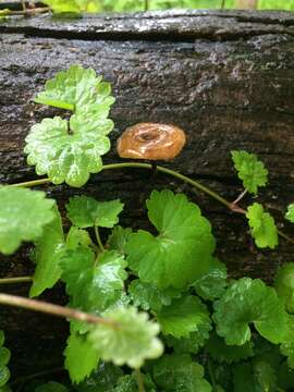 Image of Lentinus arcularius (Batsch) Zmitr. 2010