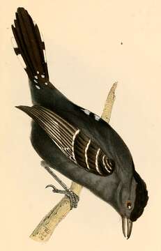 Image of Sooretama Slaty Antshrike