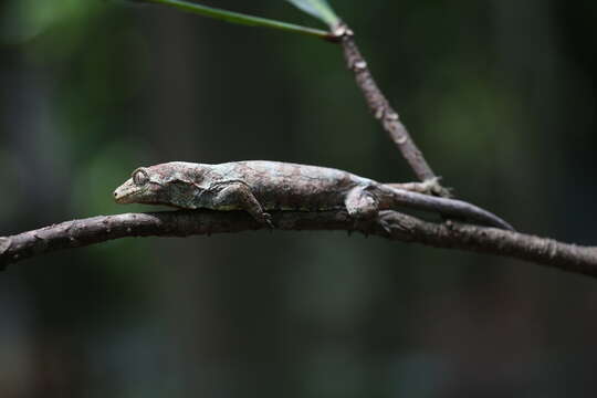 Image of Mniarogekko jalu Bauer, Whitaker, Sadlier & Jackman 2012