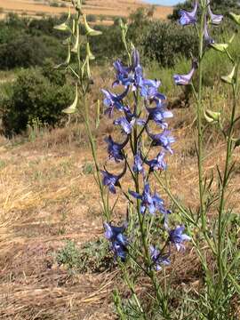 Image of Delphinium peregrinum L.