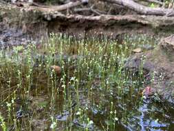 Utricularia neottioides A. St. Hil. & Girard resmi