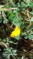 Image of Crotalaria similis Hemsl.