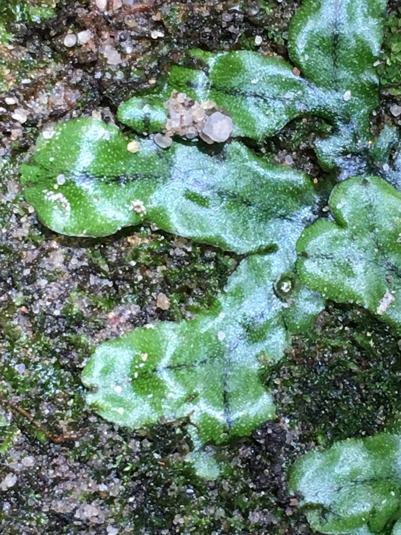 Image of Marchantia debilis K. I. Goebel