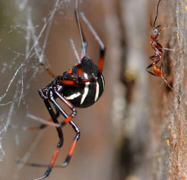 Latrodectus variolus Walckenaer 1837的圖片