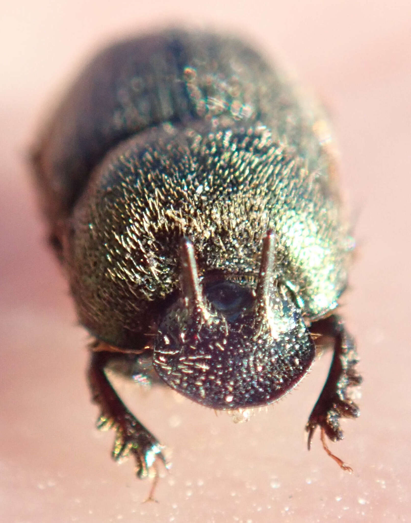 Image of Onthophagus aeruginosus Roth 1851