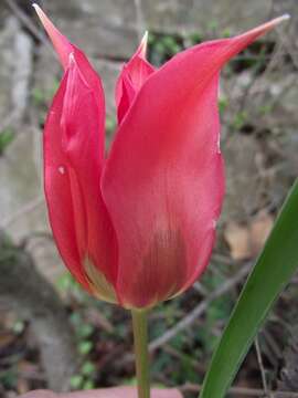 Image of Tulipa agenensis Redouté