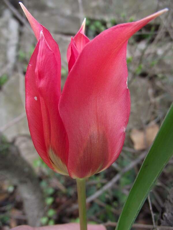 Image of Tulipa agenensis Redouté