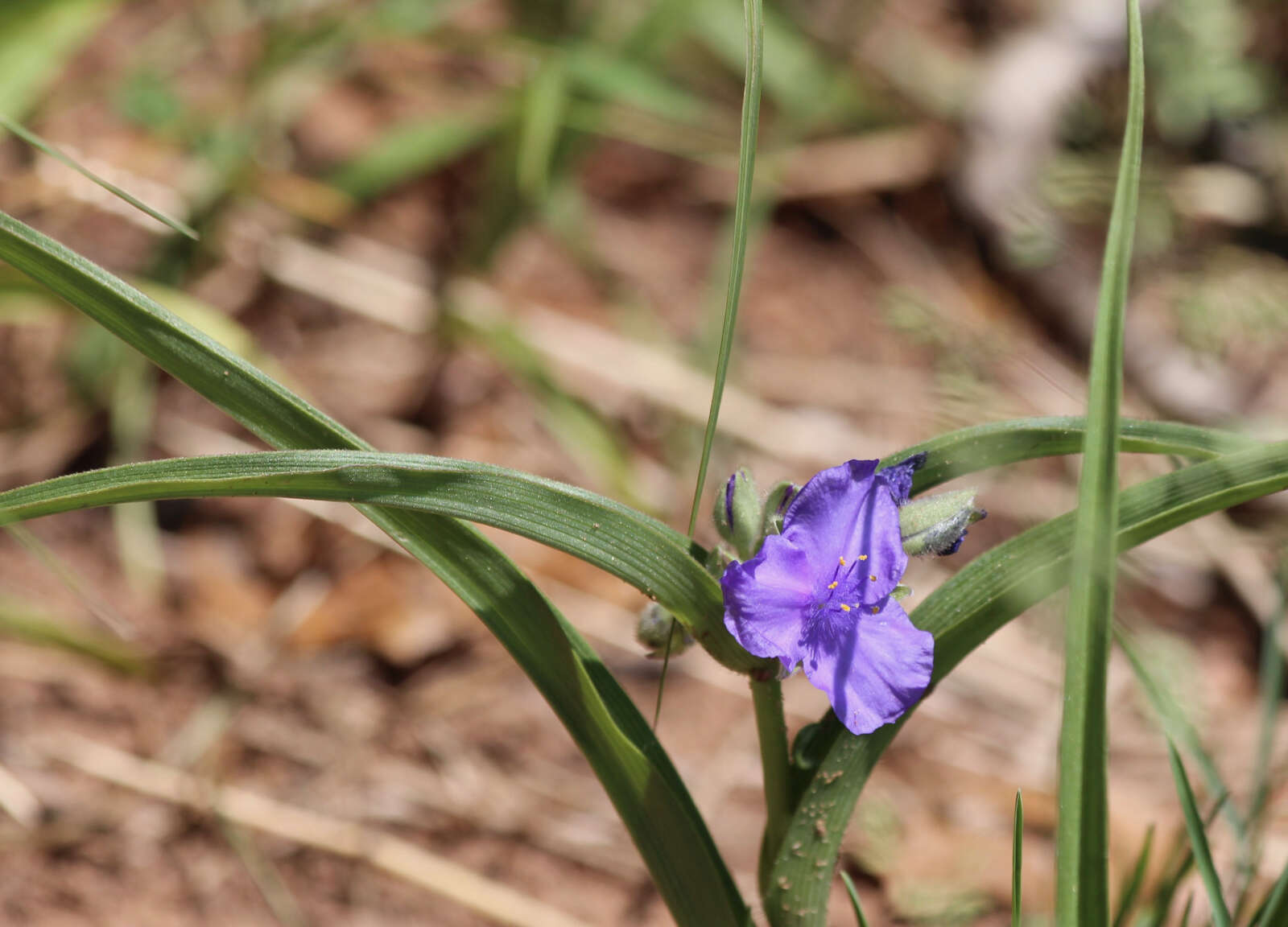 Image of longbract spiderwort