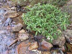 Image of Impatiens tubulosa Hemsl. ex Forb. & Hemsl.