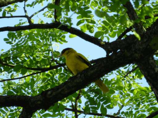 Image of Black-naped Oriole