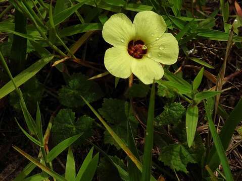 Image of Pavonia cancellata (L.) Cav.