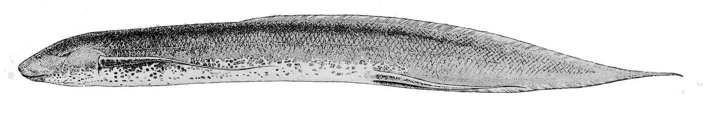 Image de Protoptère éthiopien