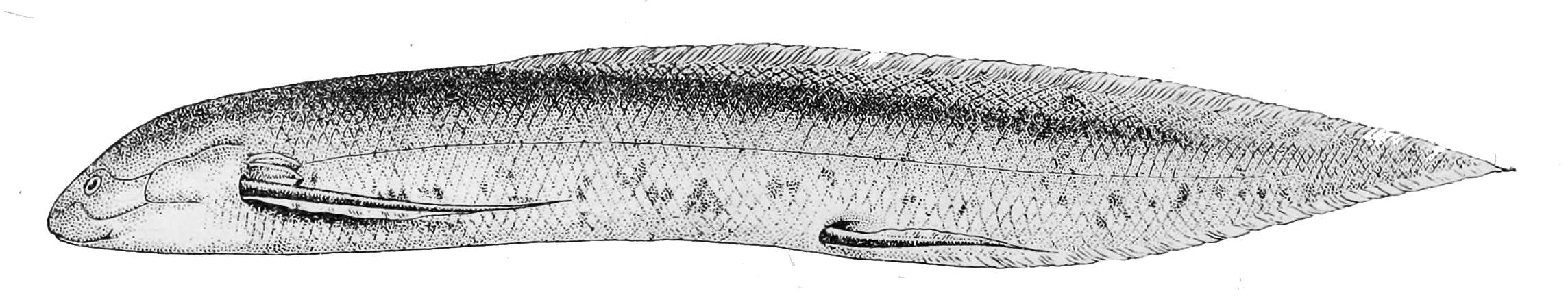Image of African Lungfish
