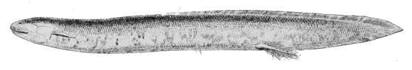 Image of South American lungfishes
