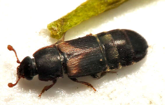 Image of Sap beetle