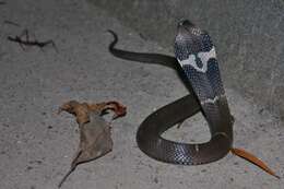 Image of Chinese Cobra