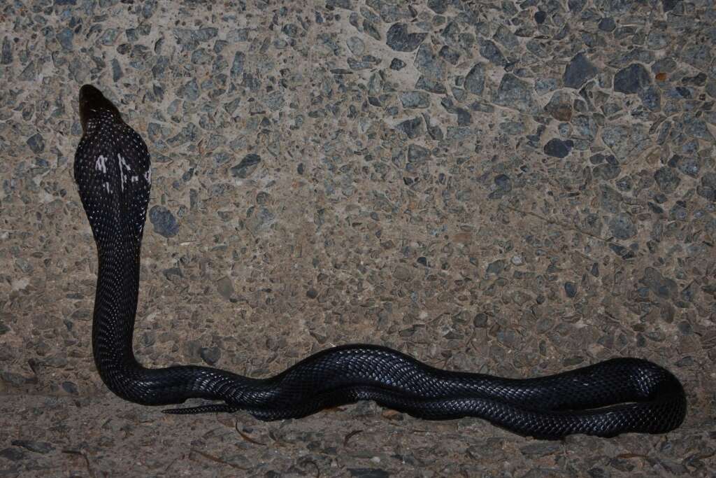 Image of Chinese Cobra