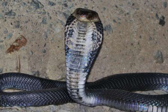 Image of Chinese Cobra