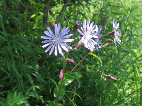 Image of Lactuca sibirica (L.) Maxim.