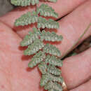 Image of Eaton's lipfern