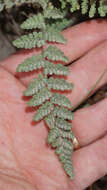 Image of Eaton's lipfern