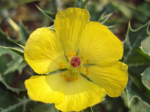 Image of Mexican pricklypoppy