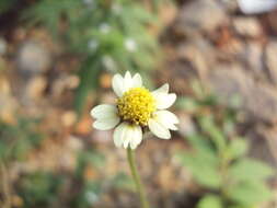 Image de Tridax procumbens L.