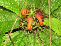 Image of Gesneria acaulis L.